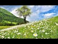 Relaxing Deep Sleep Music & Stunning Nature, Meditation Music, Stress, Healing Therapy Music