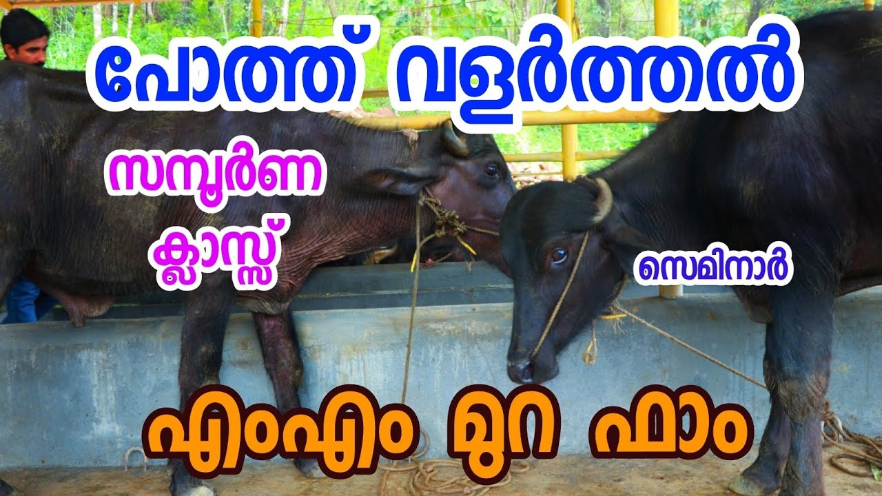 പോത്ത്‌ വളർത്തുന്നവർ അറിയാൻ ! [ECO OWN MEDIA] MM Murah farm training Malayalam 2018