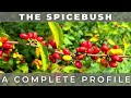 The spicebush  a complete profile
