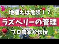 【知らないとキケン⁉】ラズベリー(木いちご)を楽しむ管理と育てる時の注意点