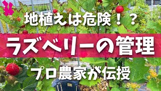 【知らないとキケン⁉】ラズベリー(木いちご)を楽しむ管理と育てる時の注意点