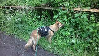 German Shepherd Virtual dog walk forest countryside hike public footpath GSD reactive DOG TV. Mia 18