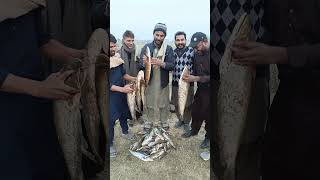 fish hunting catfish and snakehead catchyoutubeshort fishlovers video