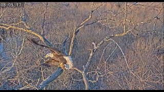 Dulles Greenway Eagle Cam: An Elegant Fluff Delivery (short) by C Mitchell 148 views 1 year ago 1 minute, 49 seconds