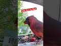 Cardinal Up close LOOK 👀