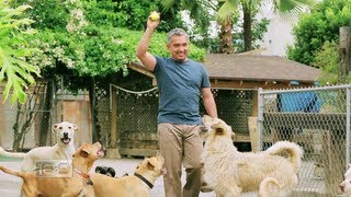 Leader of the Pack: Cesar Millan