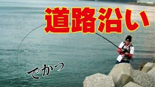 テトラポッドのジグ釣りでマゴチか食べた(268話目)