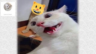 Cat vibing Meme [funny cats 2020]