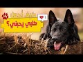 كيف اجعل كلبي يحبني ؟ 11 نصيحة هامة لمربي الكلاب