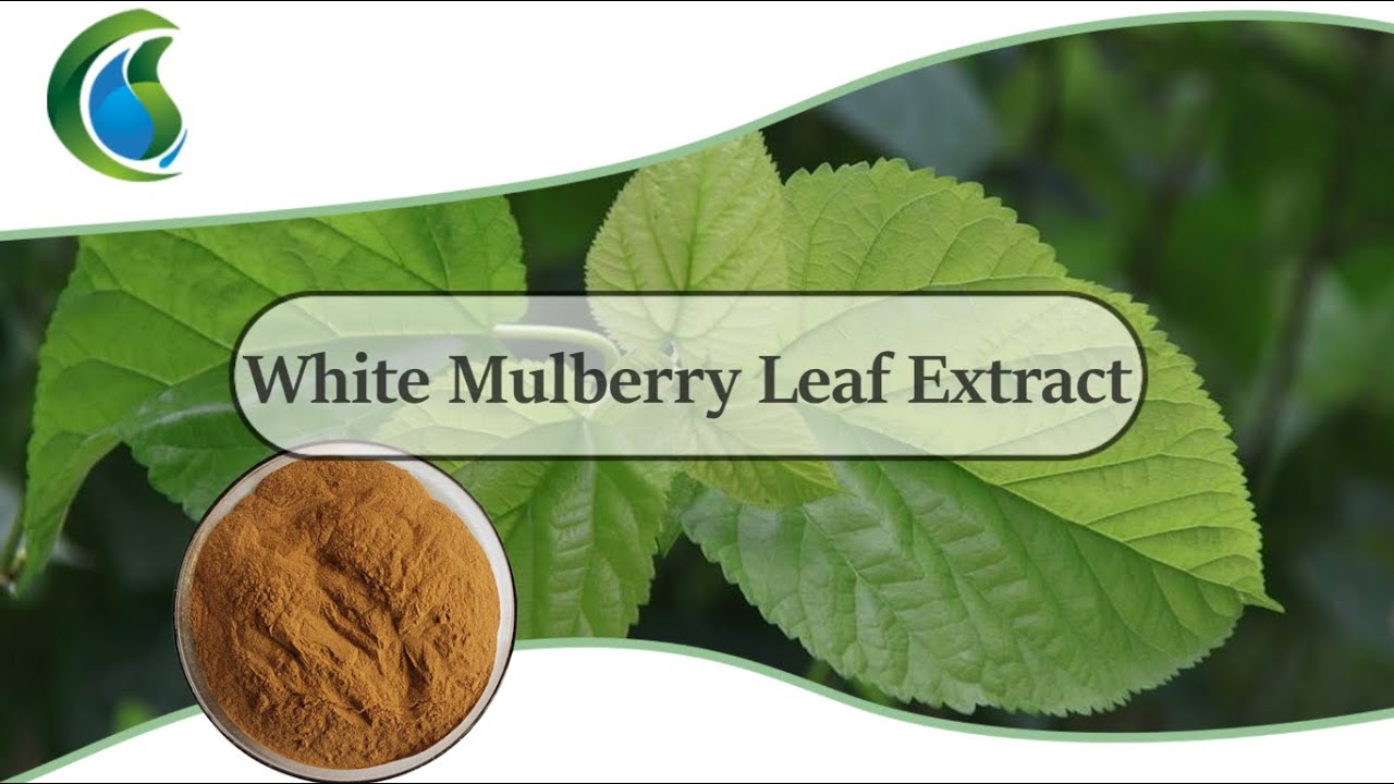 White Mulberry Leaf Extract Powder 1%-20% DNJ Powder for low blood sugar control & weight loss