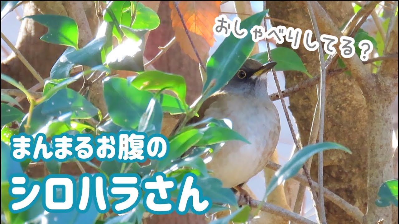 シロハラの鳴き声（地鳴き）Pale Thrush 