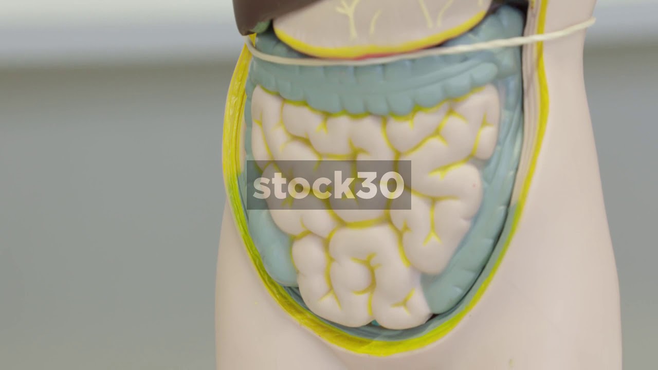 Human Anatomy Dummy In Busy Science Lab YouTube