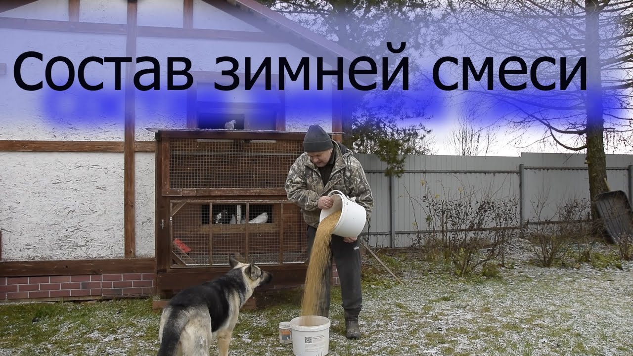 состав зимней , зерновой смеси для кормления наших голубей.