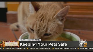 Ways to keep your pets safe over the holidays