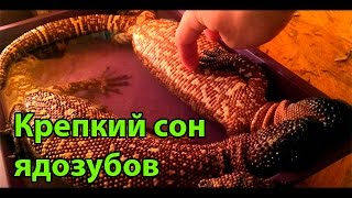Крепкий сон ядовитых ящериц рода Heloderma Крепкий сон ядовитых ящериц рода Heloderma