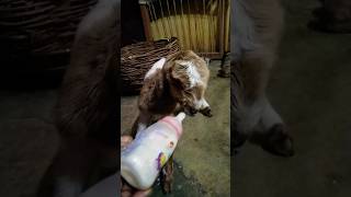 Untangling Baby Goats #Shorts