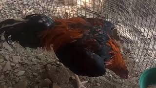 Kreteria ayam buat pengesahan psht  360p FvdTube