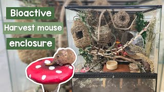 Bioactive Harvest mouse enclosure setup