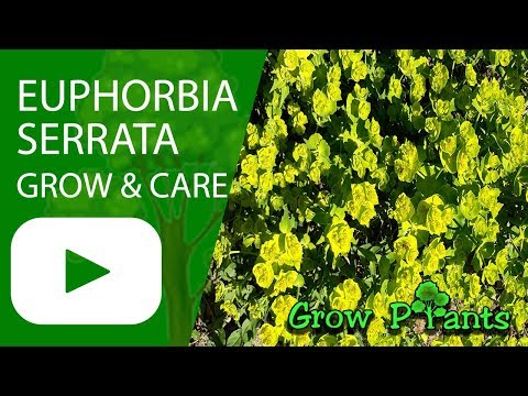 Euphorbia serrata - grow & care (Serrated spurge)