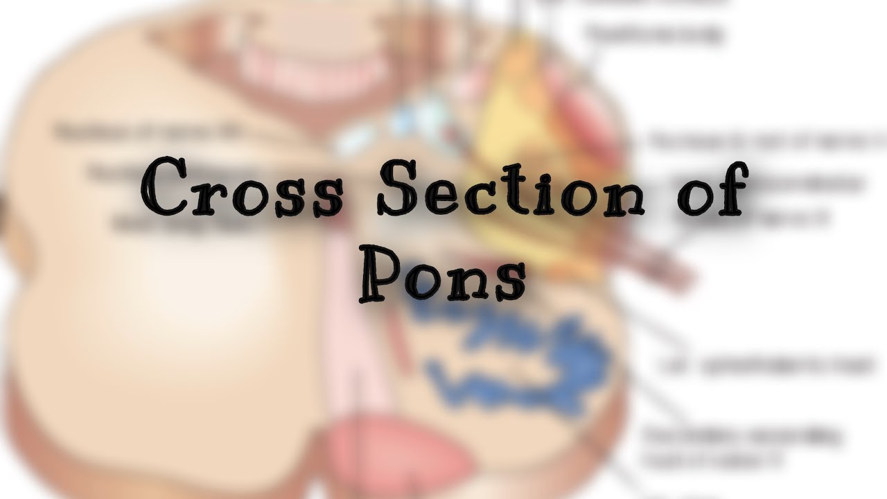 Cross Section of Pons and Clinical Applied - YouTube