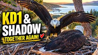 🦅 KD1 Returns to the Nest! ❤️ A Beautiful Moment With Shadow 👀