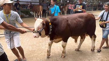 JUARA 1-5 KELAS PEDET SAPI JANTAN KONTES APPSI TULUNGAGUNG‼️🔥