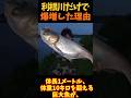 【ゆっくり解説】 ハクレンが利根川だけで爆増した理由