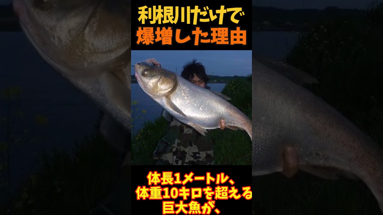 【ゆっくり解説】 ハクレンが利根川だけで爆増した理由