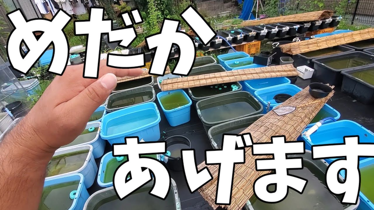 500匹～】大量のめだかあげます‼️リアル、鰭長、キッシング、ロング 