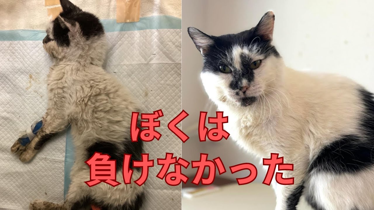 maxresdefault.jpg maxresdefault.jpg