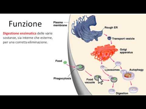 Video: Quando un lisosoma si fonde con un fagosoma/cibo ne risulta la formazione di?