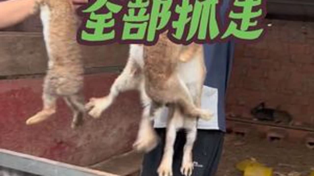 秋收兔子全部抓走，附近养殖户出栏，12.5不是说说而已，努力大于一切#新农人计划 #三农流量扶持计划 #助农