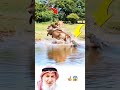 عندما يصبح الصيادفريسه مشهديدعولتأمل في تدبيرالخالق سبحان الله تأملات إيمانية Viral Shorts عندما يصبح الصيادفريسه مشهديدعولتأمل في تدبيرالخالق سبحان الله تأملات إيمانية Viral Shorts