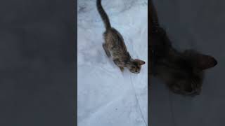 Funny cat jumping and playing with a mouse. Funny cat milky cat, the funniest videos!