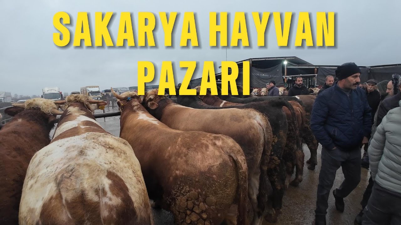 SAKARYA HAYVAN PAZARI 2025 KURBANLIKLAR