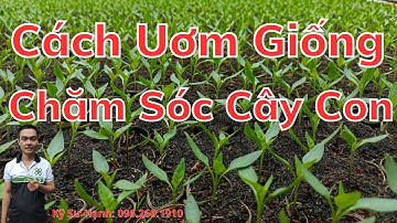 Kỹ Thuật Chăm Sóc Ớt : Cách Uơm Giống,  Chăm Sóc Cây Ớt Con