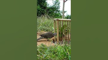 New Unique Dove Trap - Catch Bird With Quick Trap Near The Mountain #shots