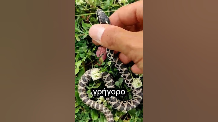 ΕΠΙΑΣΑ ΦΙΔΙ 😰