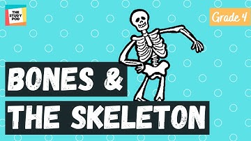 BONES AND THE SKELETON | SCIENCE | GRADE 4 | The Study Pod