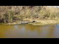 Big gator sunbathing