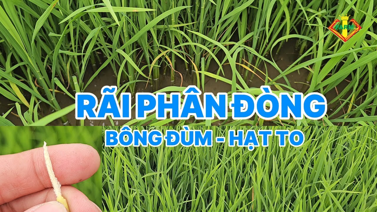 ĐÔNG XUÂN 2026: DÀN LÚA RẤT ĐẸP - CÁCH RÃI ĐÒNG BÔNG ĐÙM, HẠT TO