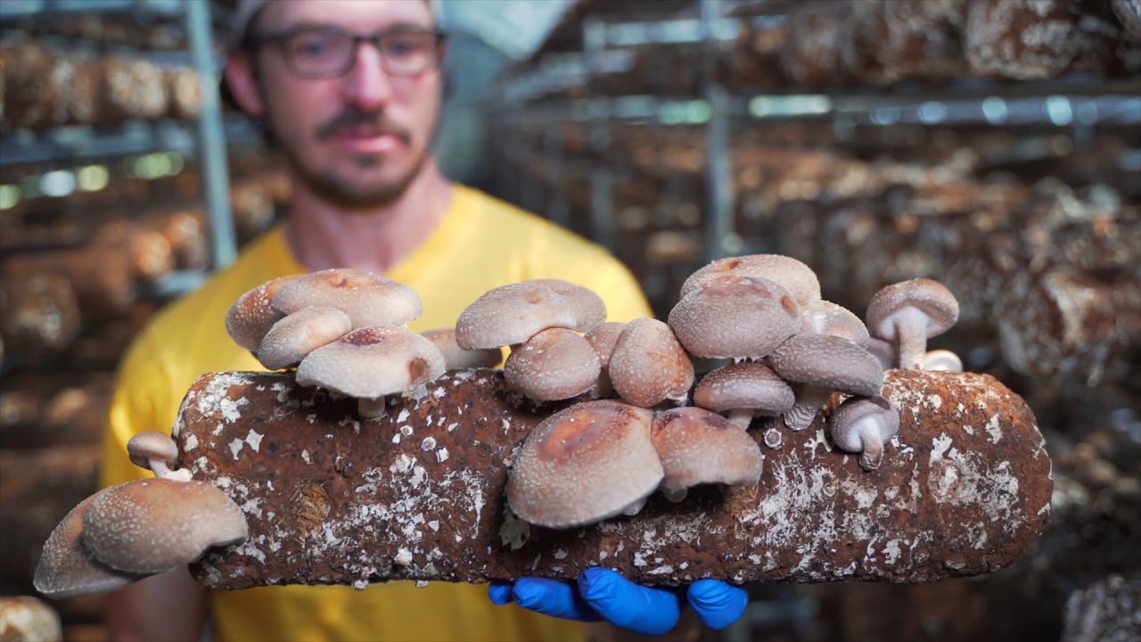 Ellijay Mushrooms Grown / Organics YouTube