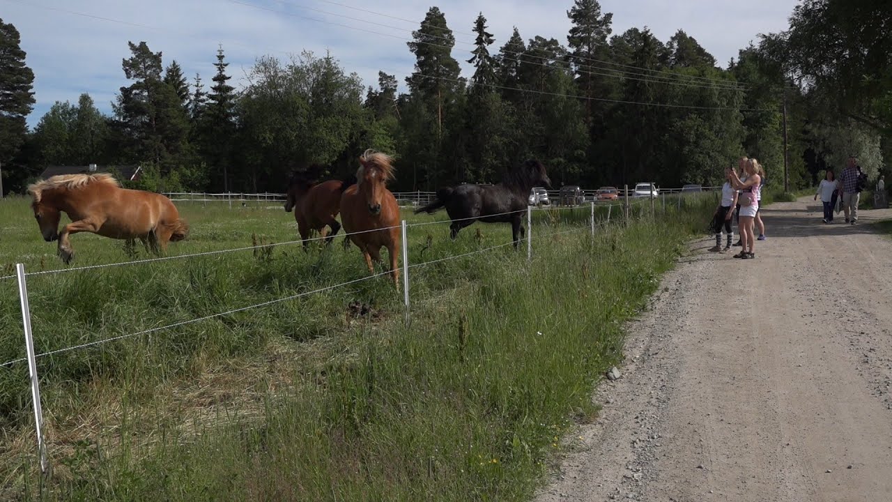 Hesteslipp Stall Kirkeby