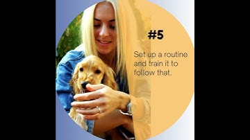 5 Tips To Handle Reactivity In Your Dog