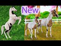 NEW Pintabian Pinto Arabian Horses in Star Stable