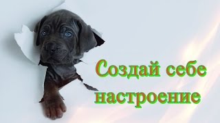 Позитив Смешное видео о животных для детей Кошки собаки Создай себе хорошее настроение Позитив Смешное видео о животных для детей Кошки собаки Создай себе хорошее настроение
