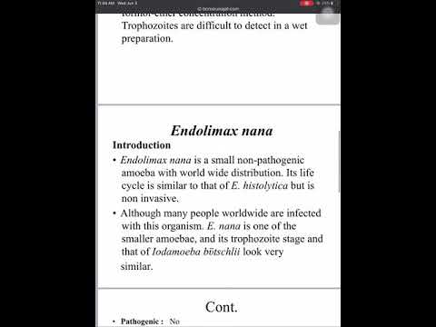 شرح المحاضرة الخامسة لمادة الطفيليات endolimax nana and iodamoeba butschlii