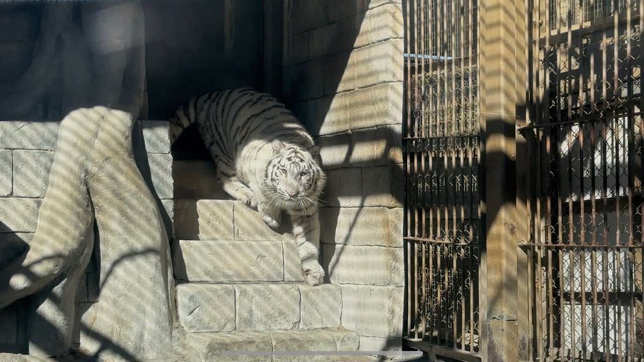 よそ見をしていて階段を滑り落ちるハクくん🐯　1月23日 東武動物公園　ホワイトタイガー