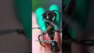 Bullet Ant 🐜 One Of The Most Dangerous Insects In The World #shorts #bulletant #insect