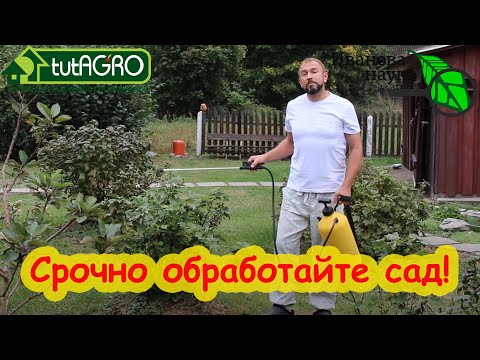 Обработка сада после сбора урожая. Чем лучше обработать деревья и кусты от болезней и вредителей.